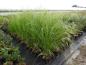 Preview: Pampasgräs White Feather, Cortaderia selloana White Feather