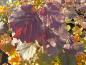 Preview: Die Hasel Rote Zellernuss im Herbst
