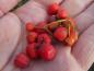 Preview: Vanligt oxbär, Cotoneaster integerrimus