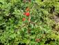 Preview: Rote Früchte der Kleinen Bogenmispel