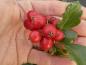 Preview: Hybrid-Sporrhagtorn, Crataegus grignonensis