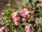 Preview: Rosablommiga hagtorn, Rosa Hagtorn, Hagtorn Rosea, Crataegus monogyna Rosea