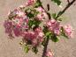 Preview: Rosablommiga hagtorn, Rosa Hagtorn, Hagtorn Rosea, Crataegus monogyna Rosea