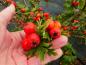 Preview: Trubbhagtorn, Crataegus monogyna