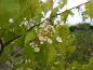 Preview: Washington hagtorn, Crataegus phaenopyrum