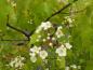 Preview: Washington hagtorn, Crataegus phaenopyrum