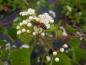 Preview: Washington hagtorn, Crataegus phaenopyrum