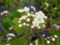 Preview: Washington hagtorn, Crataegus phaenopyrum