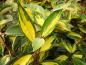 Preview: Wintergrüne Ölweide Limelight mit immergrünen, farbenfrohen Blättern