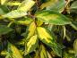 Preview: Gelbbunte Blätter der Wintergrünen Ölweide Limelight