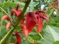 Preview: Erythrina crista galli