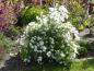 Preview: Exochorda macrantha The Bride