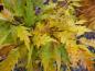 Preview: Typische Herbstfärbung der Geschlitztblättrigen Buche