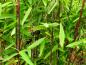 Preview: Schirmbabmbus Black Pearl - immergrüne Blätter