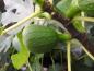 Preview: Ficus carica Bornholms Diamant - Feige