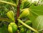 Preview: Ficus carica Panache, Fikon Panache