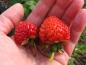 Preview: Kleine, aromatische Früchte der Erdbeere Mieze Schindler