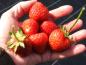 Preview: Süße Früchte der Erdbeere Senga Sengana