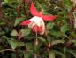 Preview: Fuchsia magellanica Frau Alice Hoffmann