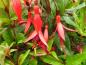 Preview: Fuchsia magellanica Riccartonii