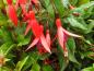 Preview: Fuchsia magellanica Riccartonii