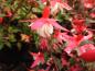 Preview: Fuchsia magellanica Frau Alice Hoffmann