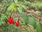 Preview: Fuchsia magellanica Riccartonii