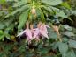 Preview: Frilandfuchsia White Knights Pearl, Fuchsia magellanica White Kn,ights Pearl