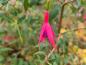 Preview: Scharlakansfuchsia, Fuchsia magellanica Gracilis