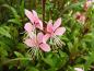 Preview: Rosarote Blüten der Prachtkerze Siskiyou Pink