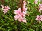 Preview: Pinke Blüten der Prachtkerze Siskiyou Pink