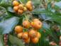 Preview: Orange-gelbe Früchte des Strauchefeu Poetica Arborea