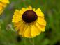 Preview: Sonnenbraut El Dorado - gelbe Blütenblätter mit brauner Mitte