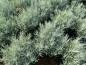 Preview: .Helichrysum italicum