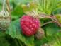 Preview: Hallon Ruby Beauty, Rubus idaeus Ruby Beauty