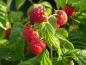 Preview: Rote Früchte der Himbeere Summer Lovers