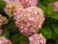 Preview: Storbladig hortensia Gerda Steininger, Trädgårdshortensia Gerda Steiniger, Hydrangea Hybride Gerda Steiniger