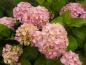 Preview: Storbladig hortensia Gerda Steininger, Trädgårdshortensia Gerda Steiniger, Hydrangea Hybride Gerda Steiniger