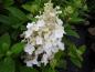 Preview: Vipphortensia Baby Lace, Hydrangea paniculata Baby Lace, Syrenhortensia Baby Lace