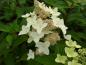 Preview: Hydrangea paniculata Confetti, Vipphortensia Confetti, Syrenhortensia Confetti