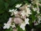 Preview: Hydrangea paniculata Confetti, Vipphortensia Confetti, Syrenhortensia Confetti