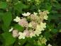 Preview: Hydrangea paniculata Confetti, Vipphortensia Confetti, Syrenhortensia Confetti