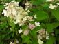 Preview: Hydrangea paniculata Confetti, Vipphortensia Confetti, Syrenhortensia Confetti