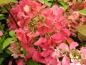 Preview: Vipphortensia Diamant Rouge, Hydrangea paniculata Diamant Rouge, Syrenhortensia Diamant Rouge