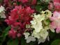 Preview: Vipphortensia Diamant Rouge, Hydrangea paniculata Diamant Rouge, Syrenhortensia Diamant Rouge