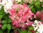 Preview: Vipphortensia Diamant Rouge, Hydrangea paniculata Diamant Rouge, Syrenhortensia Diamant Rouge