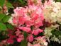 Preview: Vipphortensia Diamant Rouge, Hydrangea paniculata Diamant Rouge, Syrenhortensia Diamant Rouge