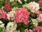 Preview: Vipphortensia Diamant Rouge, Hydrangea paniculata Diamant Rouge, Syrenhortensia Diamant Rouge