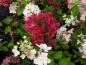 Preview: Vipphortensia Diamant Rouge, Hydrangea paniculata Diamant Rouge, Syrenhortensia Diamant Rouge