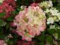 Preview: Vipphortensia Diamant Rouge, Hydrangea paniculata Diamant Rouge, Syrenhortensia Diamant Rouge